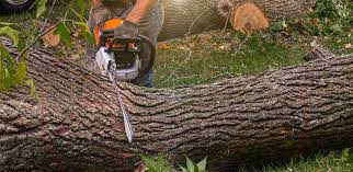 Best Tree Preservation Services  in Syracuse, UT