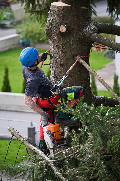 How Our Tree Care Process Works  in  Syracuse, UT