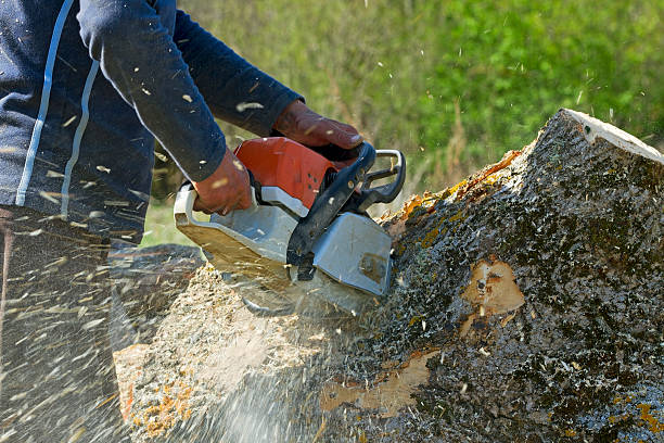 Reliable Syracuse, UT Tree Care  Solutions